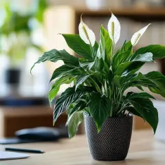 Un lys de la paix, symbole de sérénité, trône dans un pot texturé sur un bureau. La plante aux feuilles vertes luxuriantes et aux élégantes fleurs blanches apporte une touche de nature à cette chambre.