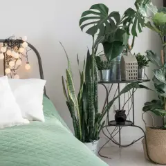 Un lit douillet avec des plantes pour chambre, dont un Monstera et un Sansevieria, créant une ambiance apaisante.