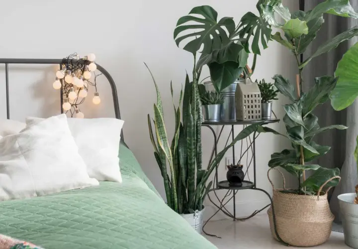 Un lit douillet avec des plantes pour chambre, dont un Monstera et un Sansevieria, créant une ambiance apaisante.