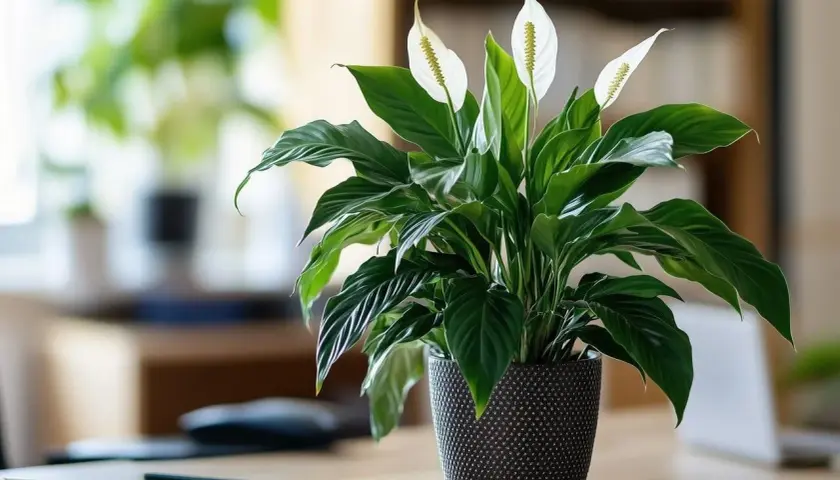 Un lys de la paix, symbole de sérénité, trône dans un pot texturé sur un bureau. La plante aux feuilles vertes luxuriantes et aux élégantes fleurs blanches apporte une touche de nature à cette chambre.
