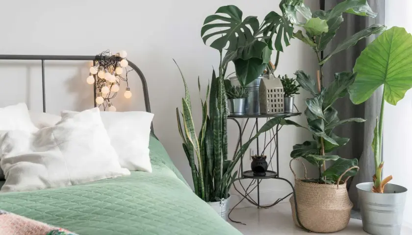 Un lit douillet avec des plantes pour chambre, dont un Monstera et un Sansevieria, créant une ambiance apaisante.