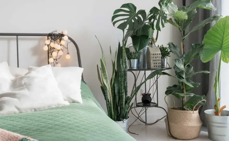 Plantes chambre - Le guide pour un choix facile et durable