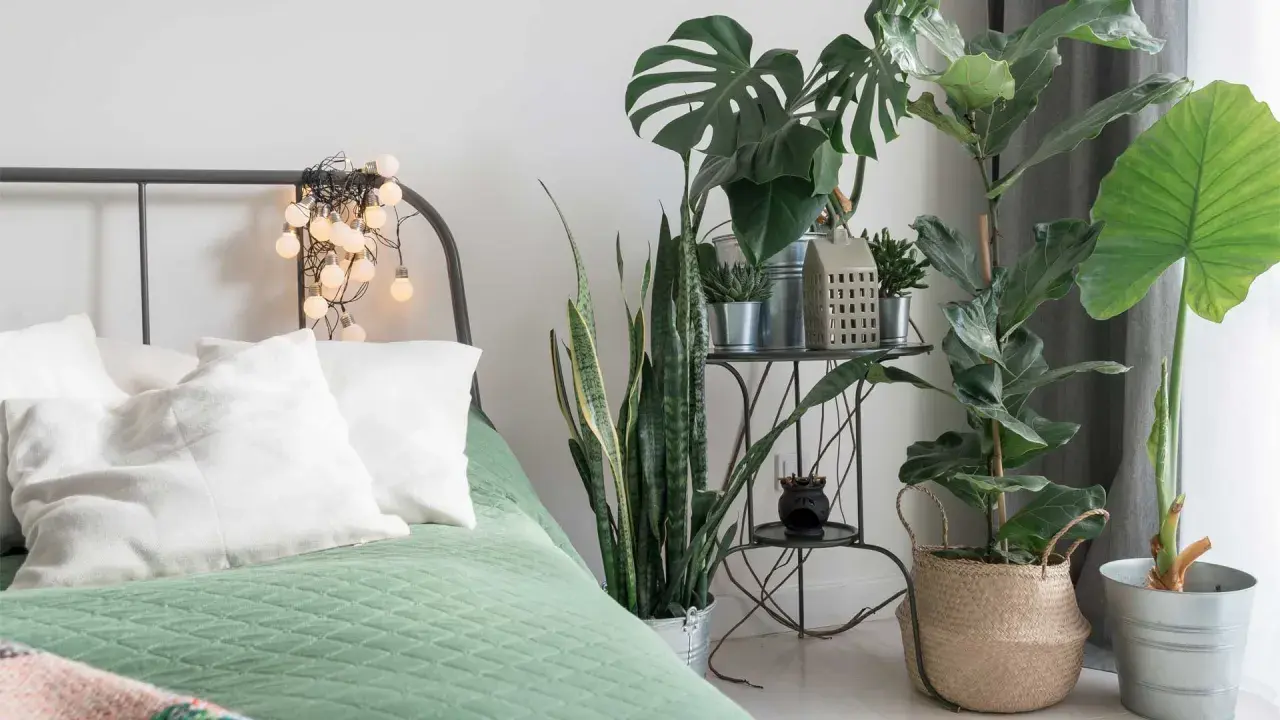 Un lit douillet avec des plantes pour chambre, dont un Monstera et un Sansevieria, créant une ambiance apaisante.